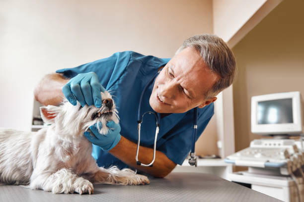 Best Emergency Care for Gum Disease in Ara, AL